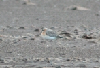 Lesser_Sandplover_3.jpg