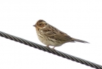 Filename=Little_Bunting.jpg
Filesize=59KiB
Dimensions=570x386
Date added=Mar 02, 2014 Little_Bunting.jpg