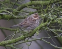 Filename=Little_Bunting_2.jpg
Filesize=97KiB
Dimensions=628x495
Date added=Mar 02, 2014 Little_Bunting_2.jpg