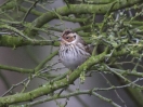 Filename=Little_Bunting_3.jpg
Filesize=102KiB
Dimensions=622x469
Date added=Mar 02, 2014 Little_Bunting_3.jpg