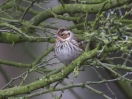 Little_Bunting_3.jpg