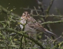 Filename=Little_Bunting_5.jpg
Filesize=94KiB
Dimensions=646x501
Date added=Mar 02, 2014 Little_Bunting_5.jpg