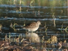 Filename=Long-billed_Dowitcher.jpg
Filesize=122KiB
Dimensions=564x418
Date added=Jun 28, 2011 Long-billed_Dowitcher.jpg