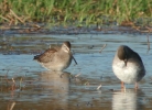Filename=Long-billed_Dowitcher_2.jpg
Filesize=91KiB
Dimensions=635x460
Date added=Jun 28, 2011 Long-billed_Dowitcher_2.jpg