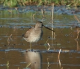 Filename=Long-billed_Dowitcher_3.jpg
Filesize=108KiB
Dimensions=569x489
Date added=Jun 28, 2011 Long-billed_Dowitcher_3.jpg