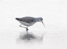 Filename=Marsh_Sand.jpg
Filesize=74KiB
Dimensions=587x429
Date added=Jul 11, 2011 Marsh_Sand.jpg
