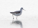 Filename=Marsh_Sand_2.jpg
Filesize=57KiB
Dimensions=606x450
Date added=Jul 11, 2011 Marsh_Sand_2.jpg
