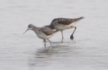 Filename=Marsh_Sand_lbc.jpg
Filesize=76KiB
Dimensions=656x424
Date added=Jul 13, 2011 Marsh_Sand_lbc.jpg