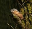 Filename=Nuthatch web.jpg
Filesize=45KiB
Dimensions=663x600
Date added=Feb 13, 2005 Nuthatch web.jpg