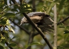 Filename=Nuthatch_lbc.jpg
Filesize=92KiB
Dimensions=700x491
Date added=Jul 10, 2011 Nuthatch_lbc.jpg