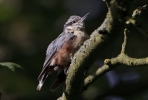 Filename=Nuthatch_park.jpg
Filesize=91KiB
Dimensions=700x471
Date added=Jul 10, 2011 Nuthatch_park.jpg