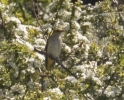 Filename=Oriole_1.jpg
Filesize=88KiB
Dimensions=437x351
Date added=May 25, 2012 Oriole_1.jpg