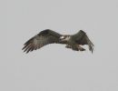 Filename=Osprey-1.jpg
Filesize=10KiB
Dimensions=491x375
Date added=Sep 07, 2005 Osprey-1.jpg