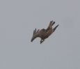 Filename=Osprey-2.jpg
Filesize=14KiB
Dimensions=536x465
Date added=Sep 07, 2005 Osprey-2.jpg