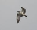 Filename=Osprey-3.jpg
Filesize=16KiB
Dimensions=640x521
Date added=Sep 07, 2005 Osprey-3.jpg