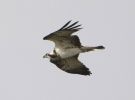 Filename=OspreyLBC.jpg
Filesize=48KiB
Dimensions=700x516
Date added=Sep 18, 2010 OspreyLBC.jpg