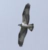 Filename=Osprey_AK_GIb.jpg
Filesize=50KiB
Dimensions=580x600
Date added=Sep 18, 2010 Osprey_AK_GIb.jpg