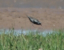 Filename=Pacific_Golden_PLover_2.jpg
Filesize=63KiB
Dimensions=461x364
Date added=Jun 28, 2011 Pacific_Golden_PLover_2.jpg