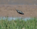 Pacific_Golden_PLover_2.jpg