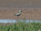 Filename=Pacific_Golden_Plover_3.jpg
Filesize=88KiB
Dimensions=567x421
Date added=Jun 28, 2011 Pacific_Golden_Plover_3.jpg