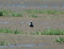 Filename=Pacific_Golden_Plover_4.jpg
Filesize=60KiB
Dimensions=402x310
Date added=Jun 28, 2011 Pacific_Golden_Plover_4.jpg