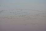 Filename=Pinks.jpg
Filesize=19KiB
Dimensions=700x466
Date added=Oct 05, 2006 Pinks.jpg
