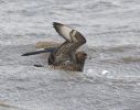Filename=Pomarine_Skua12012010__(14).jpg
Filesize=85KiB
Dimensions=700x550
Date added=Dec 05, 2010 Pomarine_Skua12012010__(14).jpg