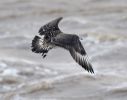 Filename=Pomarine_Skua12012010__(34).jpg
Filesize=90KiB
Dimensions=700x550
Date added=Dec 05, 2010 Pomarine_Skua12012010__(34).jpg