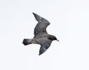 Filename=Pomarine_Skua12012010__(38).jpg
Filesize=40KiB
Dimensions=700x550
Date added=Dec 05, 2010 Pomarine_Skua12012010__(38).jpg