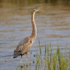 Purple_Heron_LBC2.jpg