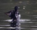 Filename=R-N-Duck-lbc1.jpg
Filesize=93KiB
Dimensions=700x575
Date added=Nov 01, 2009 R-N-Duck-lbc1.jpg