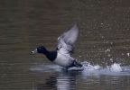 Filename=R-N-Duck-lbc3.jpg
Filesize=95KiB
Dimensions=700x483
Date added=Nov 01, 2009 R-N-Duck-lbc3.jpg