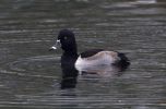 Filename=R-N-Duck-lbc4.jpg
Filesize=100KiB
Dimensions=700x458
Date added=Nov 01, 2009 R-N-Duck-lbc4.jpg