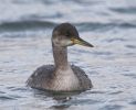 Filename=R-N-Grebe2.jpg
Filesize=57KiB
Dimensions=700x566
Date added=Nov 03, 2005 R-N-Grebe2.jpg