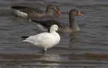 Filename=Ross_s-Goose-1.jpg
Filesize=80KiB
Dimensions=700x448
Date added=Sep 06, 2007 Ross_s-Goose-1.jpg