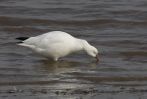 Filename=Ross_s-Goose-2.jpg
Filesize=80KiB
Dimensions=700x473
Date added=Sep 06, 2007 Ross_s-Goose-2.jpg