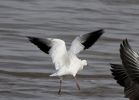 Filename=Ross_s-Goose-4.jpg
Filesize=74KiB
Dimensions=700x502
Date added=Sep 06, 2007 Ross_s-Goose-4.jpg