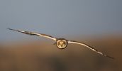 Short-eared_Owl_lbc5.jpg