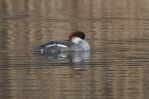 Filename=Smew web2.jpg
Filesize=49KiB
Dimensions=700x469
Date added=Mar 02, 2005 Smew web2.jpg