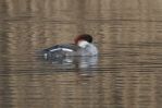 Smew web2.jpg