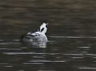Filename=Smew_1.jpg
Filesize=64KiB
Dimensions=619x454
Date added=Mar 12, 2007 Smew_1.jpg