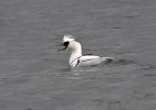 Filename=Smew_4.jpg
Filesize=51KiB
Dimensions=517x365
Date added=Mar 12, 2007 Smew_4.jpg