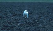 Snowy_Owl2__copy_web.jpg