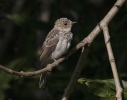 Filename=Spot_Fly.jpg
Filesize=93KiB
Dimensions=700x547
Date added=Jul 10, 2011 Spot_Fly.jpg
