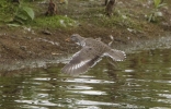 Filename=Spotty_LBC.jpg
Filesize=92KiB
Dimensions=700x447
Date added=Jun 17, 2011 Spotty_LBC.jpg