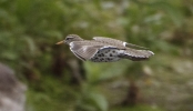 Filename=Spotty_LBC3.jpg
Filesize=80KiB
Dimensions=700x402
Date added=Jun 17, 2011 Spotty_LBC3.jpg