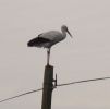 Filename=Stork_on_telegraph_post_in_back_garden_008.jpg
Filesize=17KiB
Dimensions=608x600
Date added=Jul 03, 2006 Stork_on_telegraph_post_in_back_garden_008.jpg