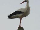 Filename=Stork_on_telegraph_post_in_back_garden_013.jpg
Filesize=17KiB
Dimensions=700x525
Date added=Jul 03, 2006 Stork_on_telegraph_post_in_back_garden_013.jpg