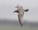 Filename=Thayer_s_Gull.jpg
Filesize=81KiB
Dimensions=700x553
Date added=Apr 06, 2012 Thayer_s_Gull.jpg