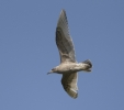 Filename=Thayer_s_Gull_LBC2.jpg
Filesize=57KiB
Dimensions=700x616
Date added=Apr 06, 2012 Thayer_s_Gull_LBC2.jpg